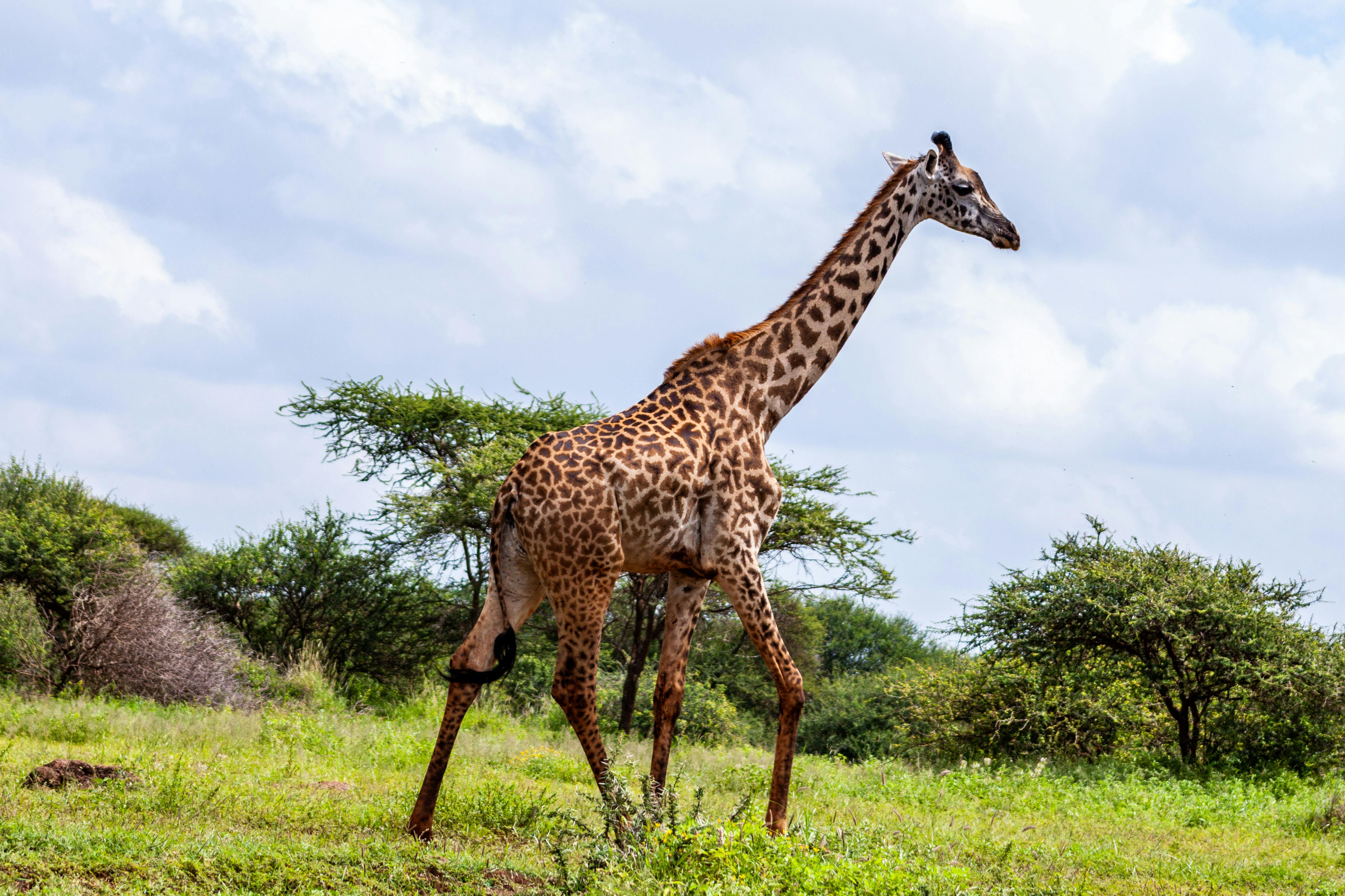 Kilimanjaro Trek