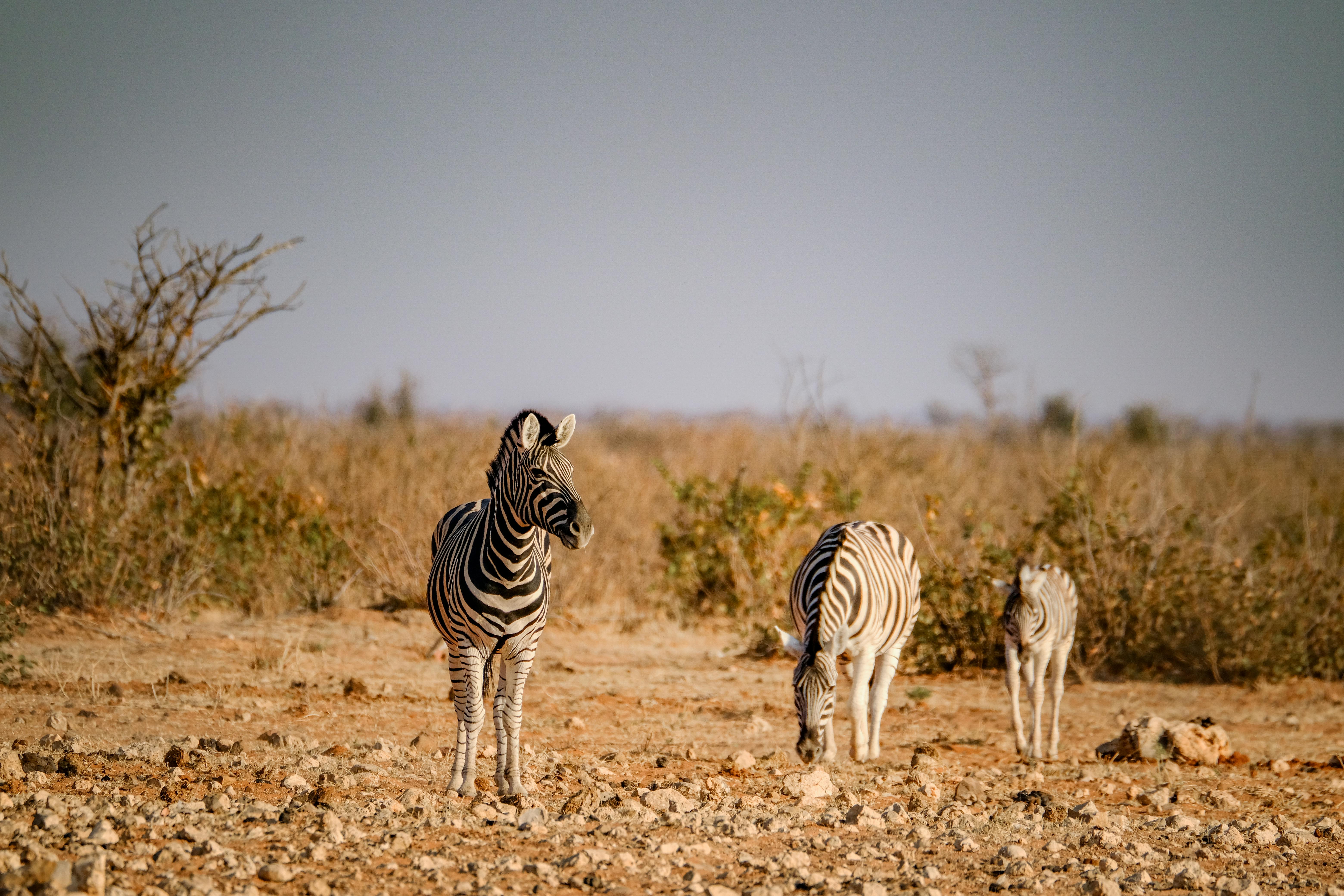 Serengeti Safari